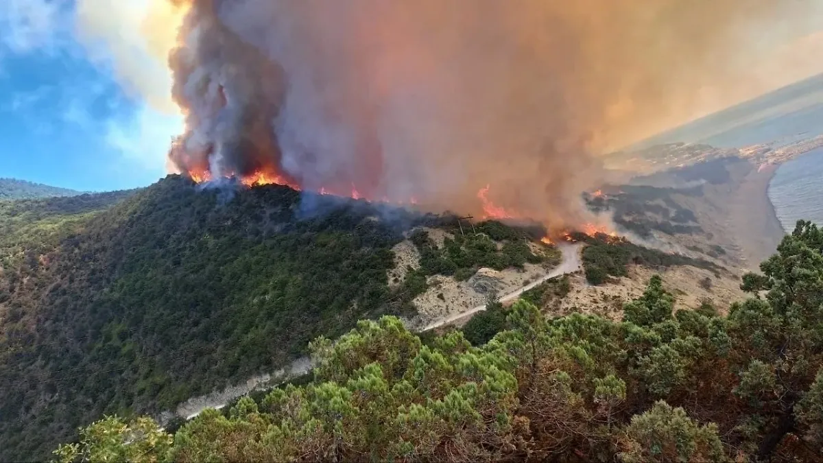 При пожаре в Абрау-Дюрсо сгорели деревья можжевельника возрастом до 600 лет
