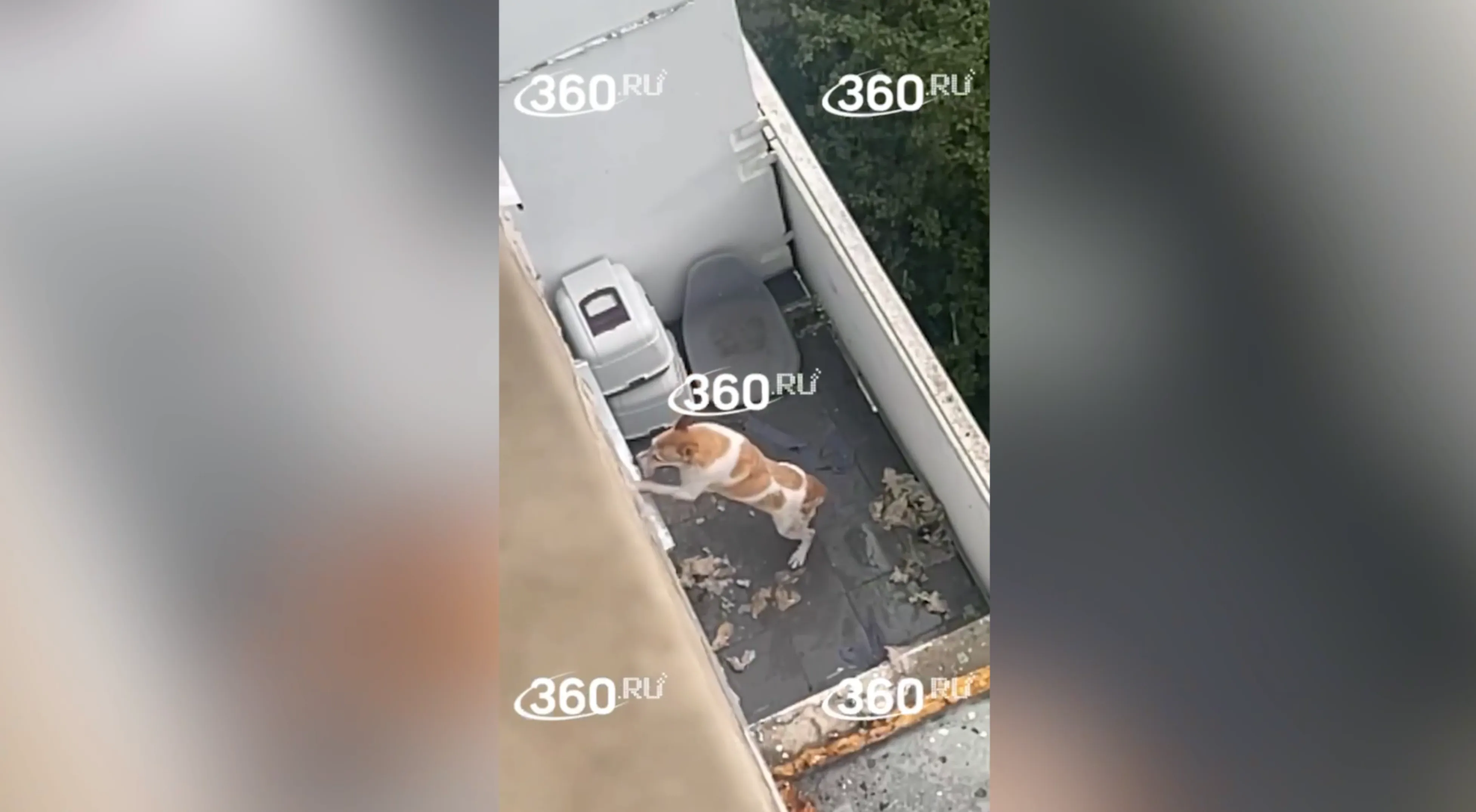 Москвичи заперли собаку на балконе без еды и воды в 30-градусную жару