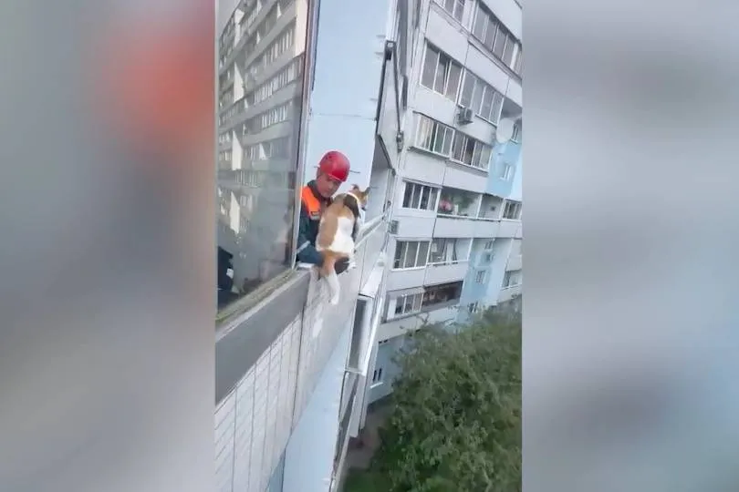 Life.ru публикует видео спасения погибающей от жары собаки с балкона многоэтажки в Москве