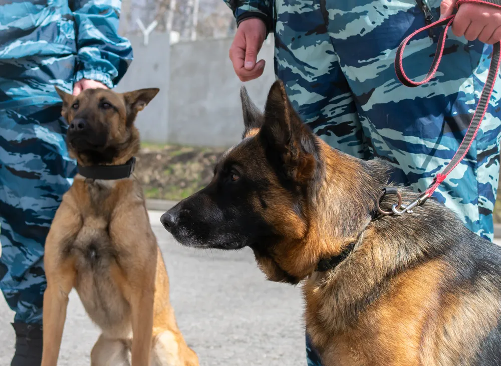 Служебная собака Каста вывела полицию на след вора, обокравшего девочку в Красноярске