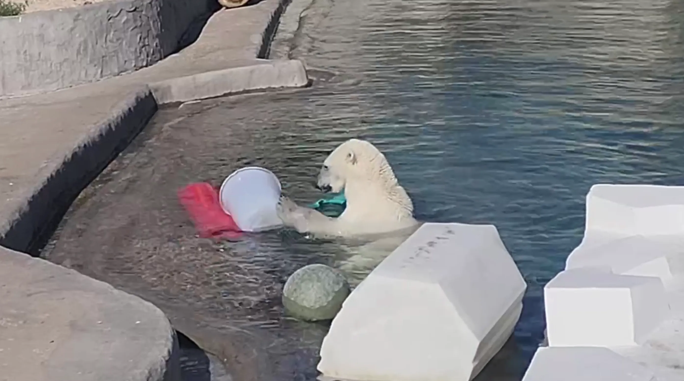 Белая медведица Айка из Московского зоопарка в жару охлаждается в бассейне на зависть всем
