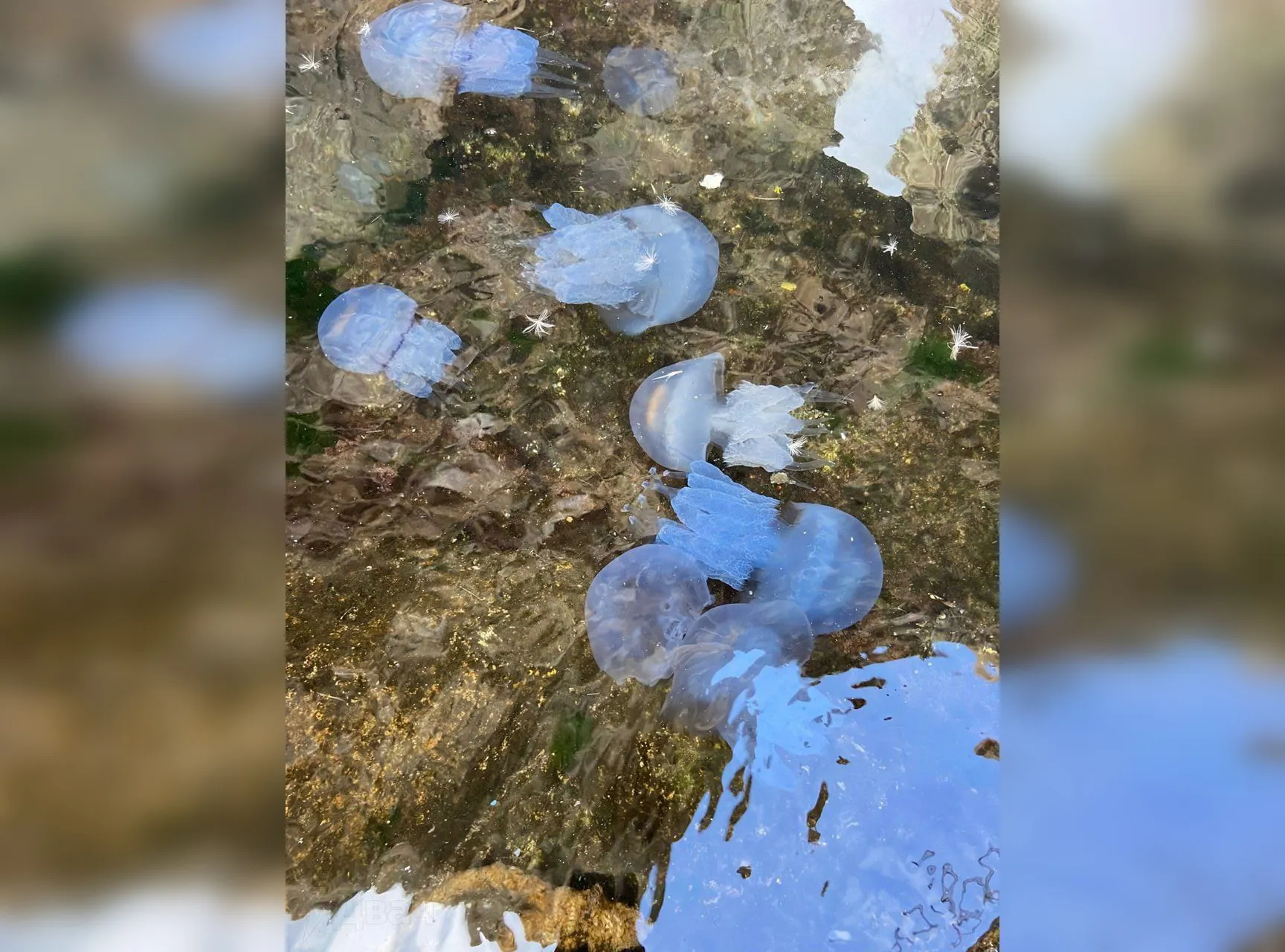 Врач предупредила об опасности ожогов медуз, заполонивших море у Крыма