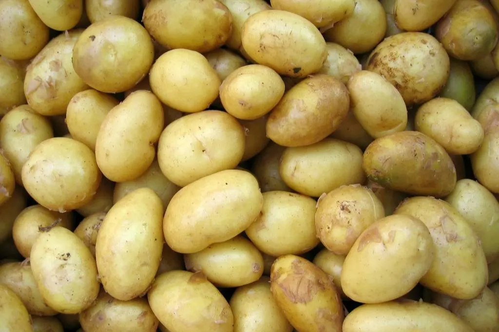 Россиянам рассказали, как выбрать молодой картофель и не отравиться