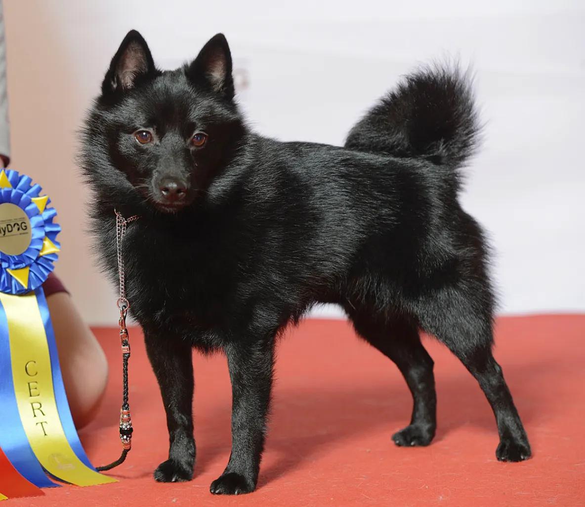 Собака породы шипперке укусила за пах 10-летнего мальчика в Москве