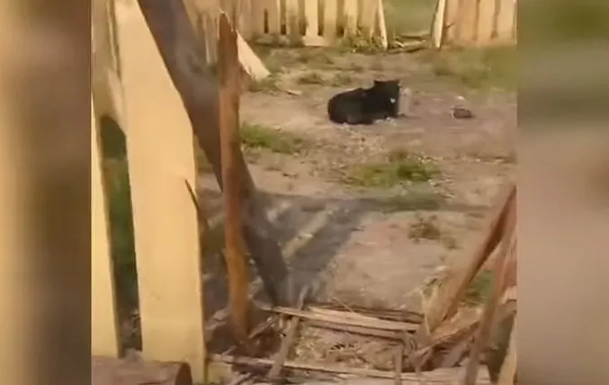 Жители Приморья использовали беременную собаку как приманку для тигра