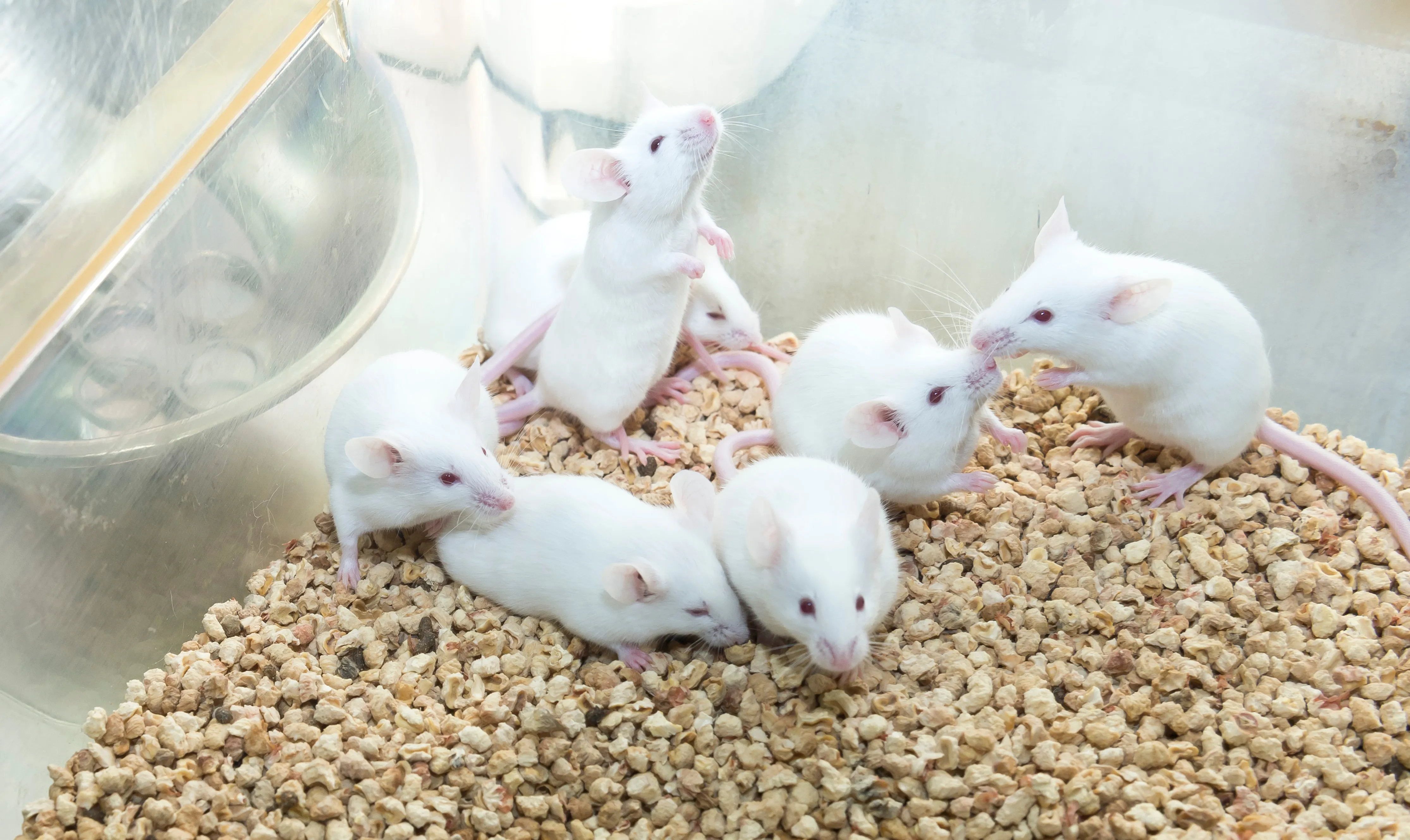 В Британии учёные научились замедлять старение мышей, и это может сработать на людях