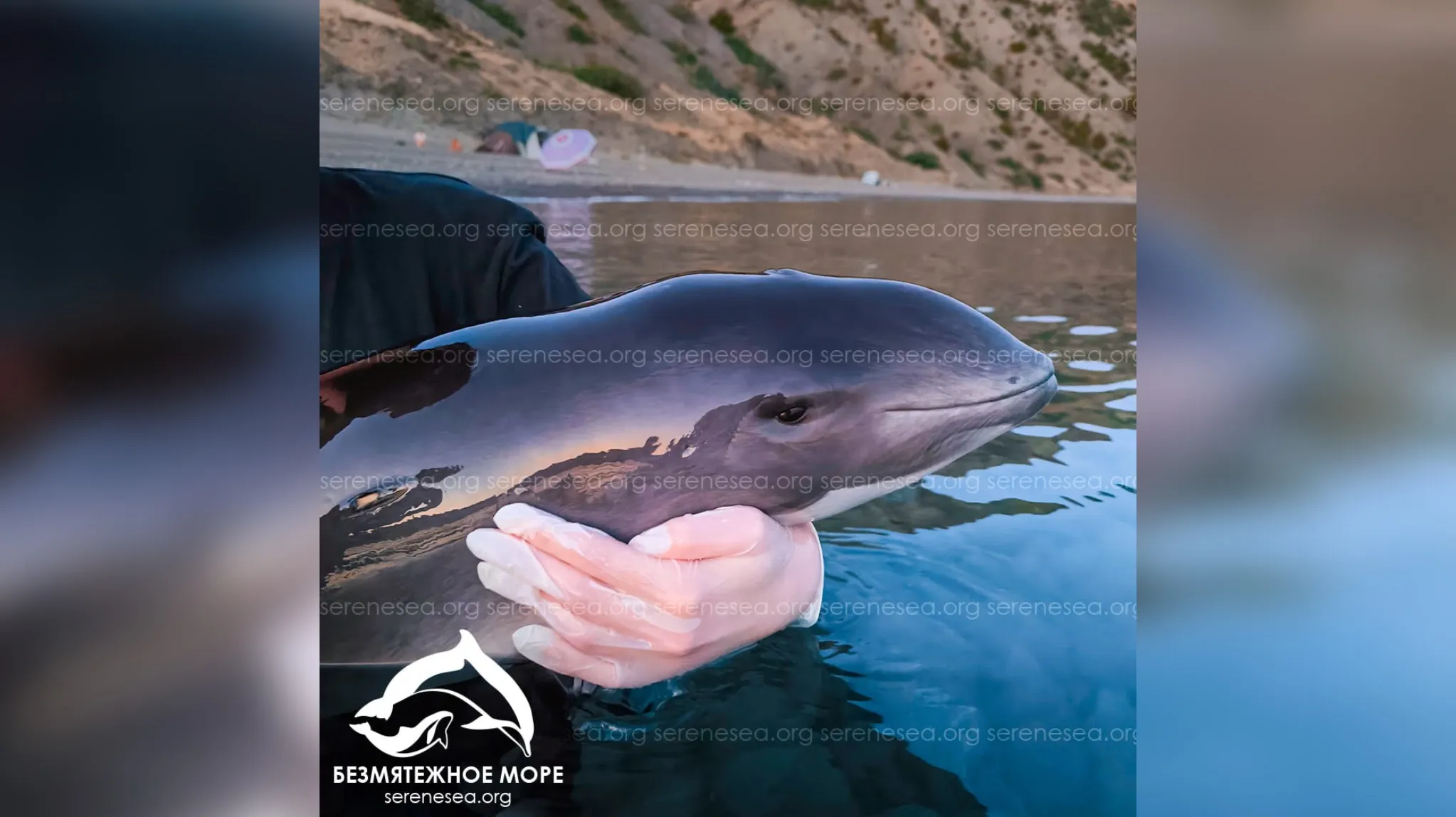 Истощённые инфицированные дельфины выбрасываются на побережье Крыма