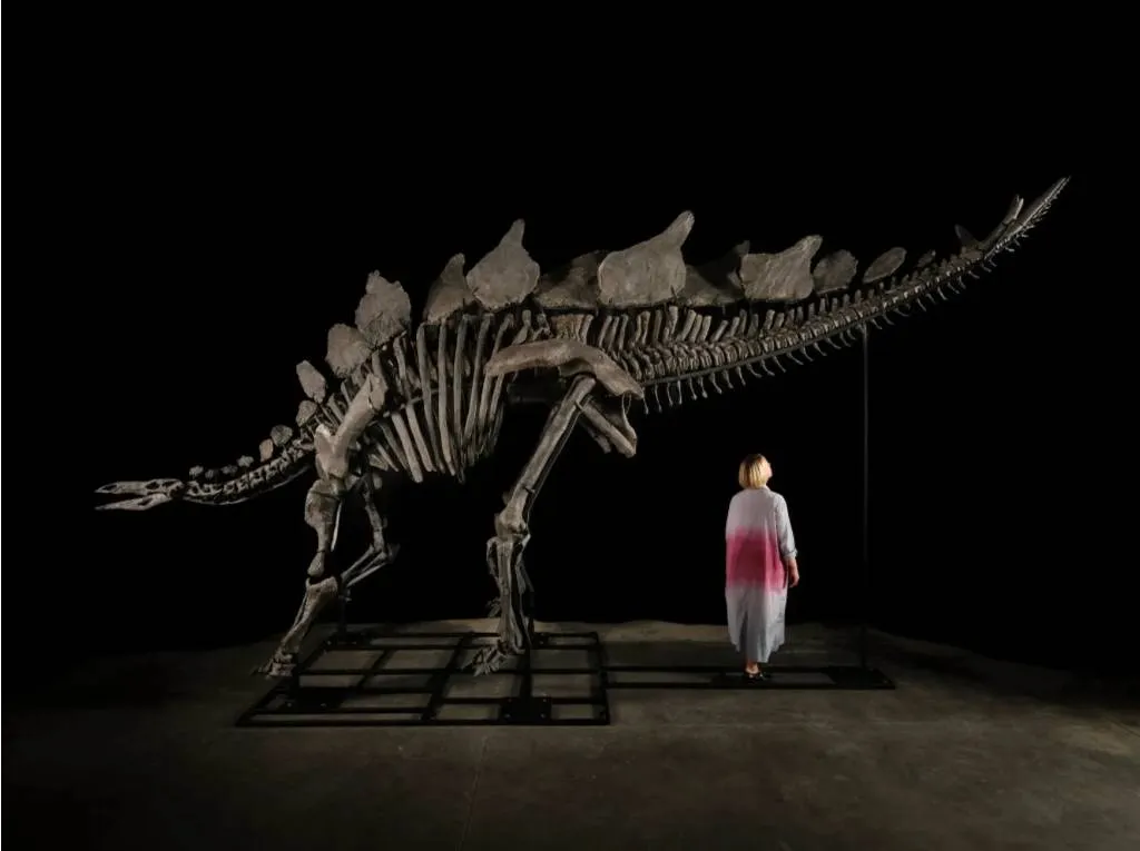 Самый большой скелет стегозавра продали на аукционе в Нью-Йорке за $44 млн 