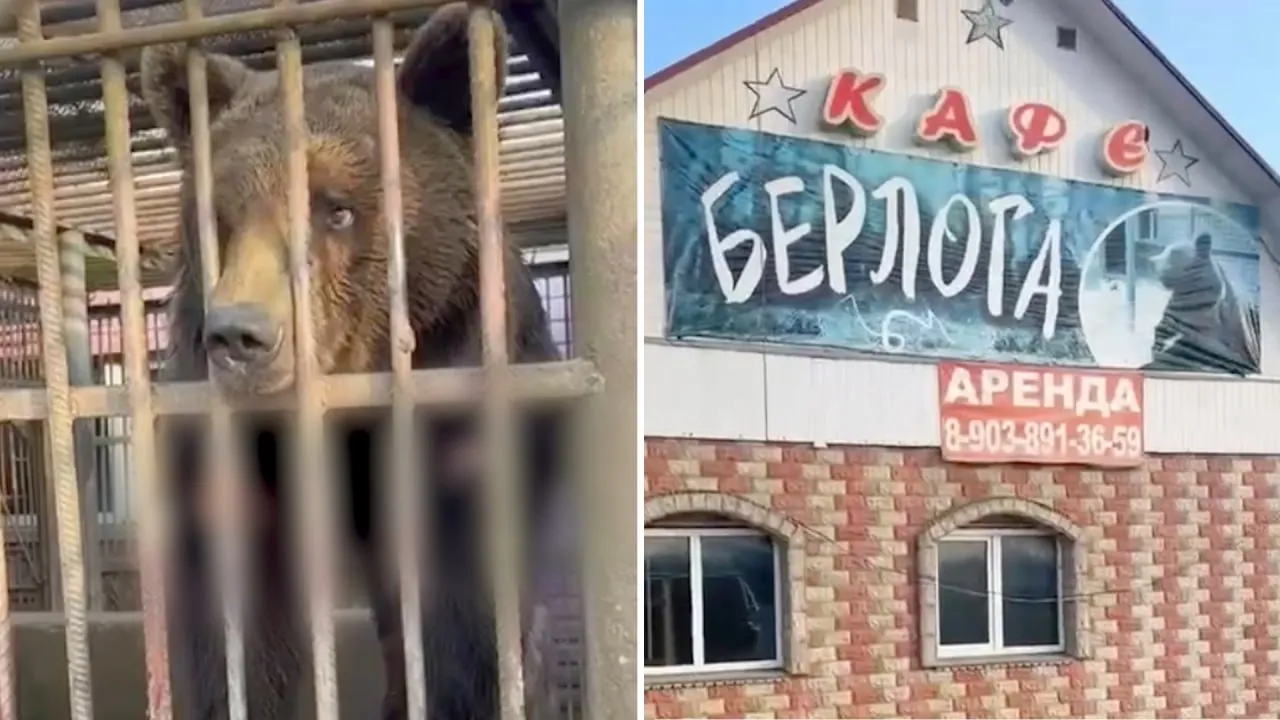 В тесной клетке и с гниющими ранами: Под Смоленском владелец кафе издевается над медведем ради наживы