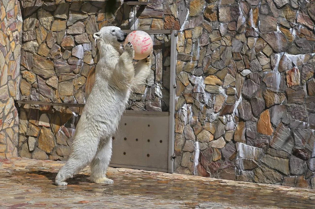 Белую медведицу признали лучшей баскетболисткой Ленинградского зоопарка