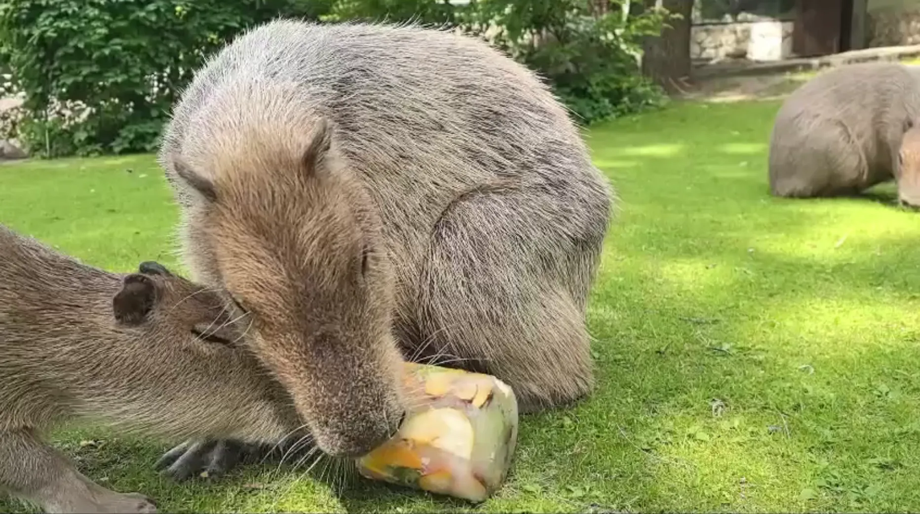 В Московском зоопарке капибар от июльской жары спасают фруктовым льдом