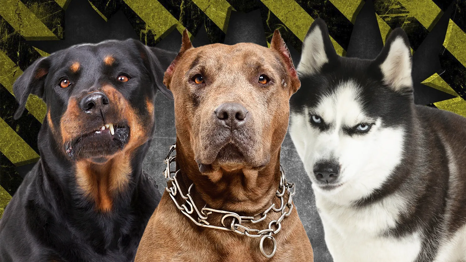 Осторожно, злая собака: топ-5 пород собак, которые не любят людей