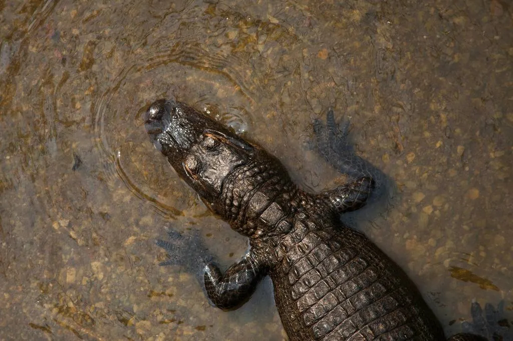 В Минприроды Кубани опровергли данные о крокодиле в реке под Тимашевском
