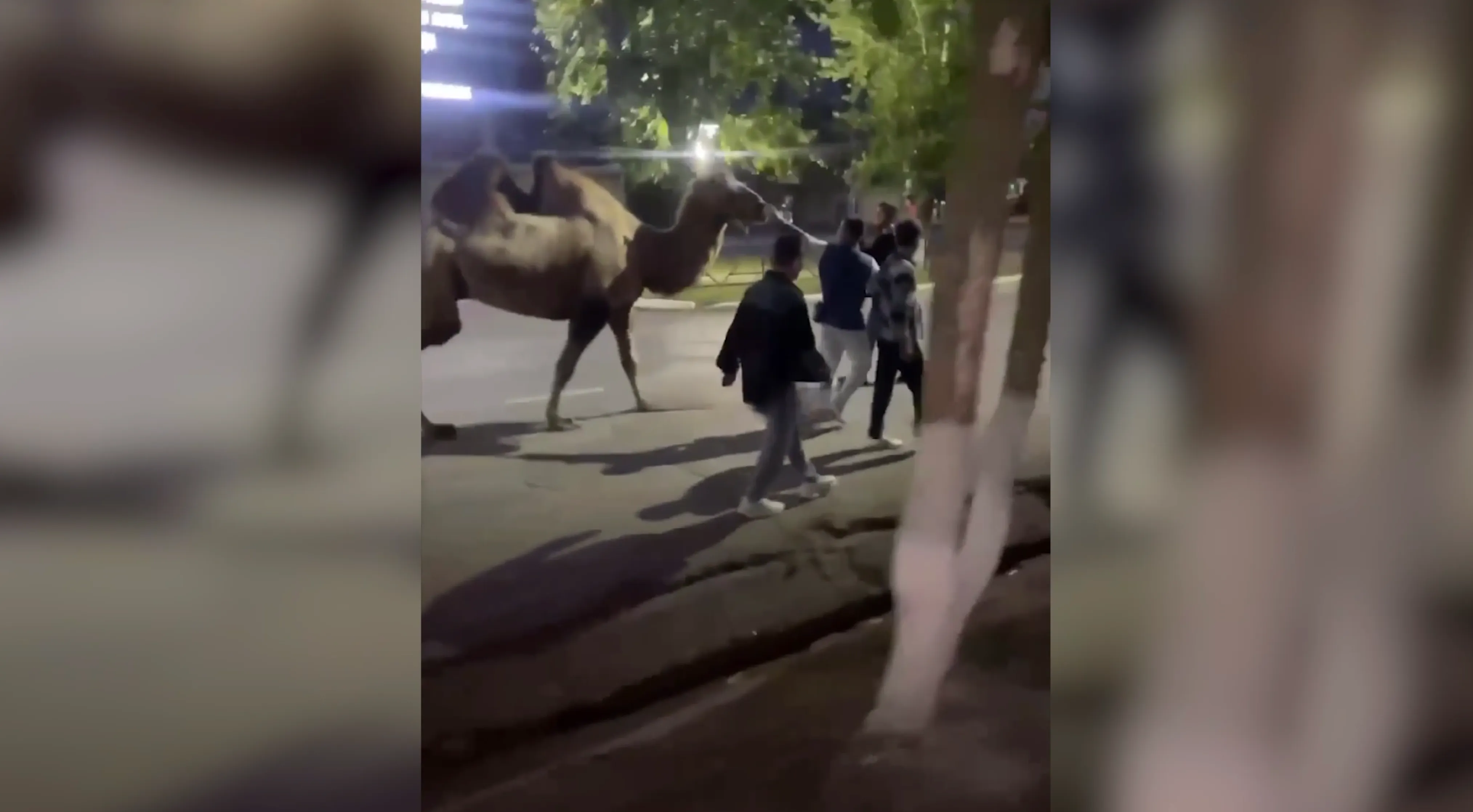 В Башкирии подростки "угнали" верблюда из цирка и устроили ему экскурсию