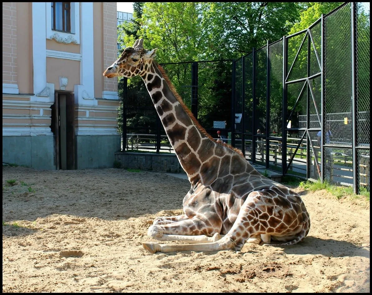 В Московском зоопарке в возрасте 30 лет умер знаменитый жираф Самсон