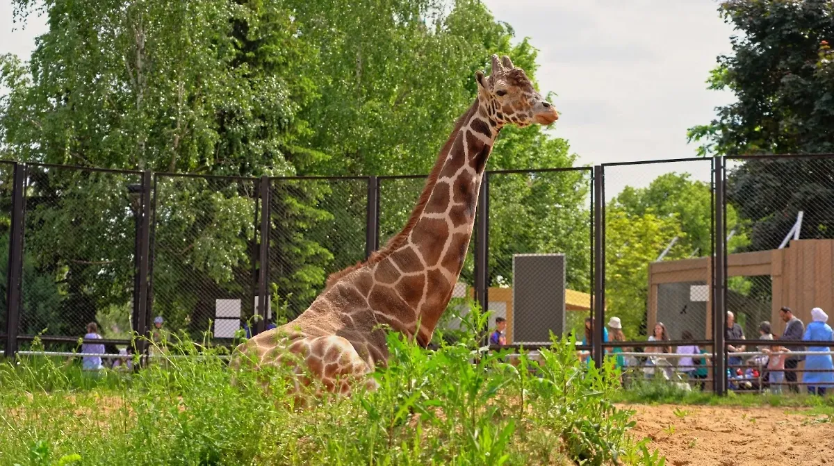 Сотрудница Ленинградского зоопарка объяснила феномен долголетия жирафа Самсона