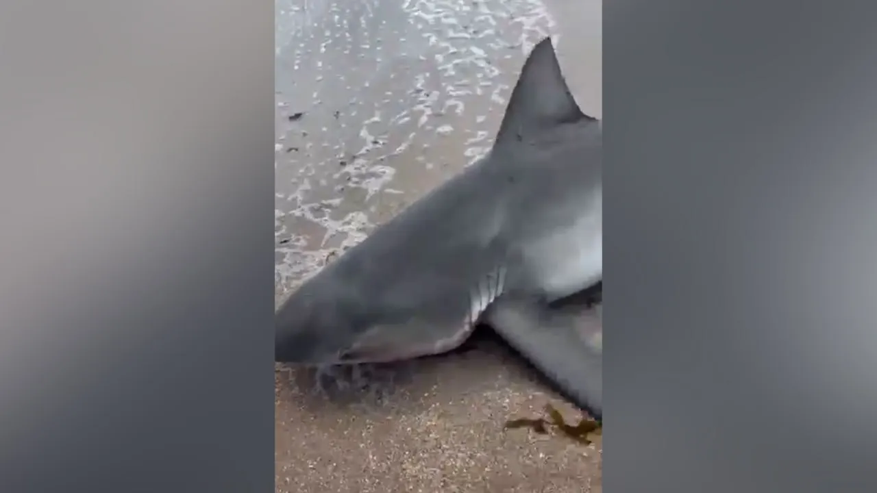 Суровый житель Приморья нашёл на берегу акулу и закинул её обратно в море