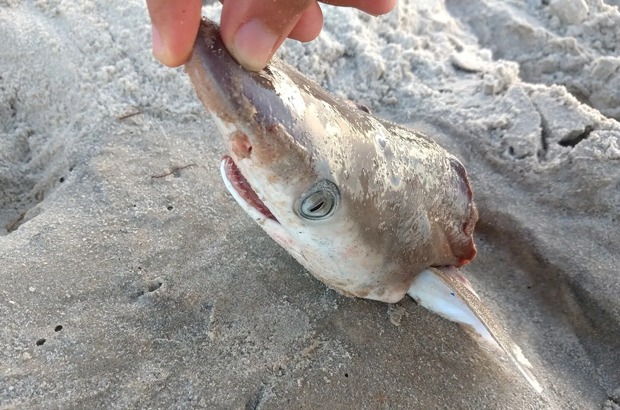 У побережья США обнаружили акул с ударной дозой кокаина в организме