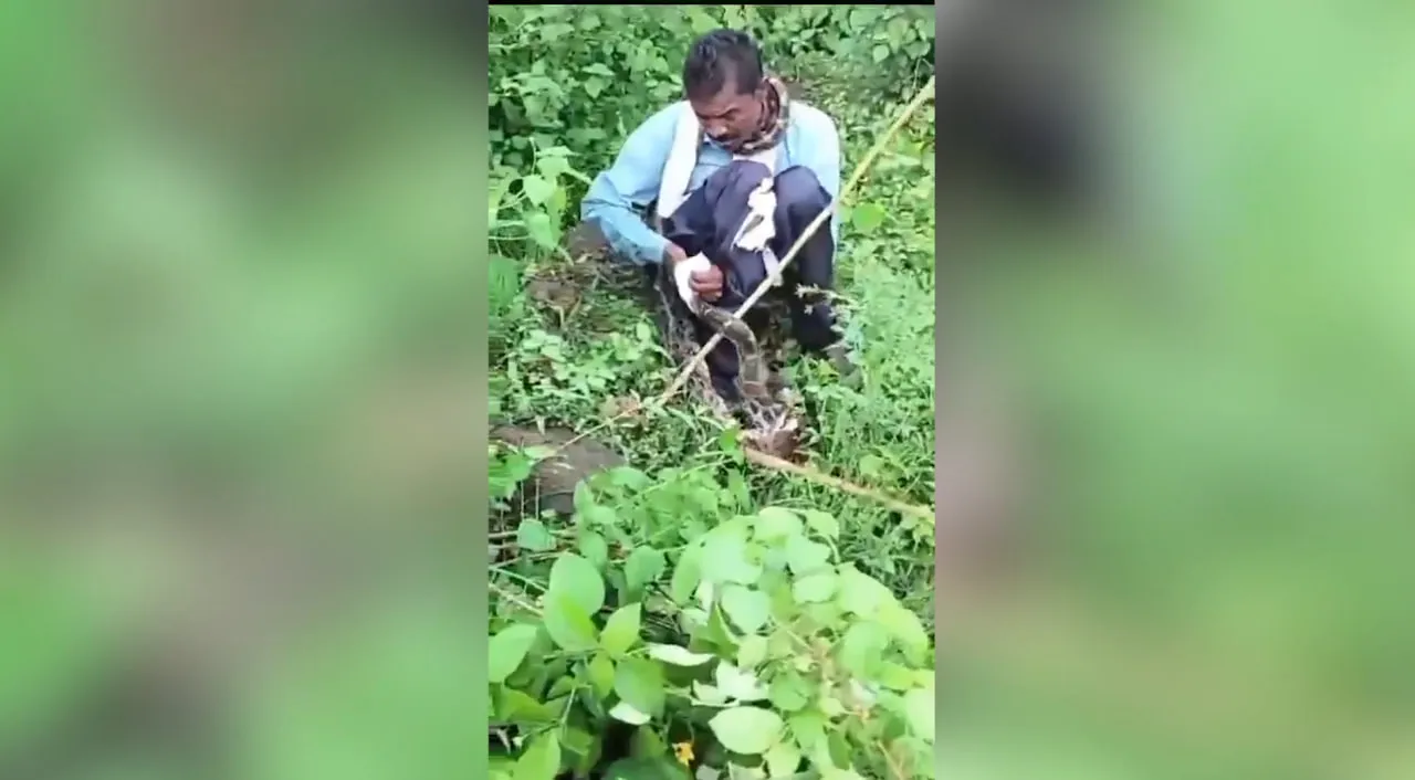 В Индии гигантская змея напала на бедолагу, справлявшего нужду в кустах