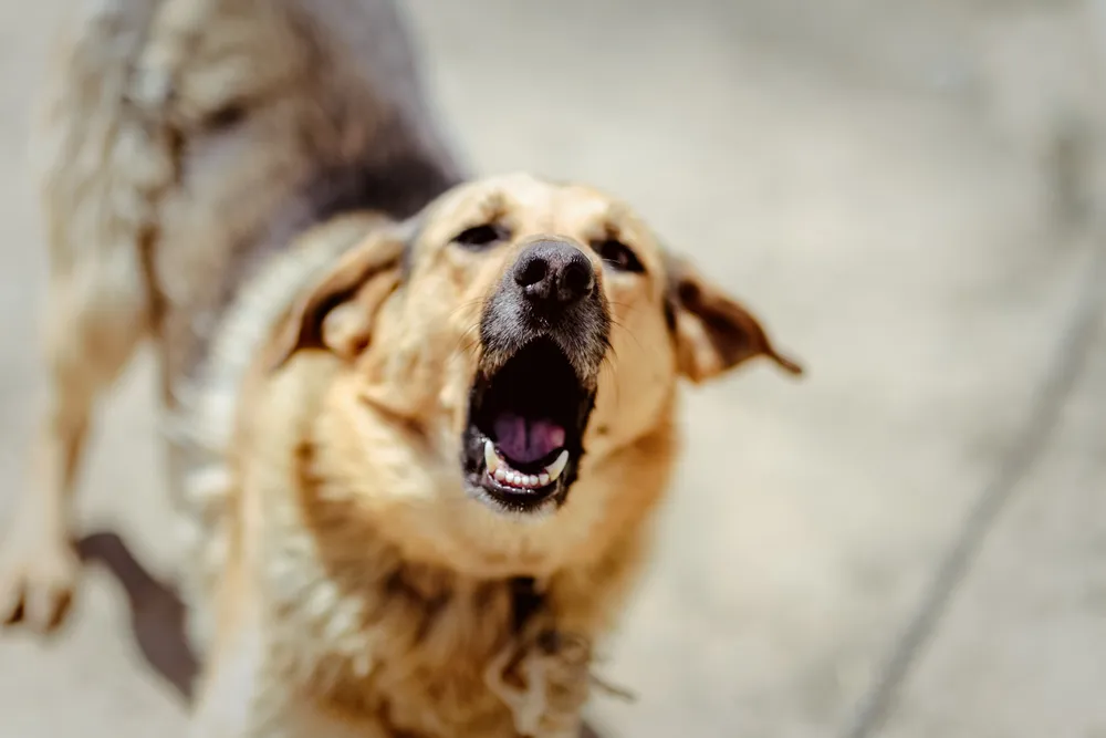 В Магаданской области скорректировали закон, разрешающий убийство бездомных собак