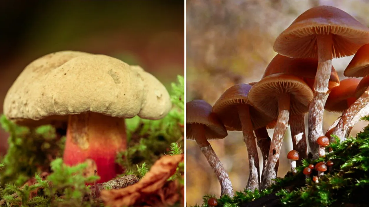 Сезон грибов: Памятка от Life.ru, как отличить съедобные грибы от поганок