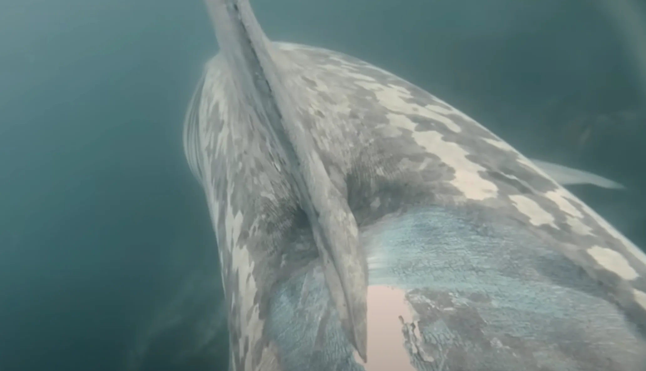 Подводное ДТП: Корабль протаранил гигантскую акулу у берегов Ирландии