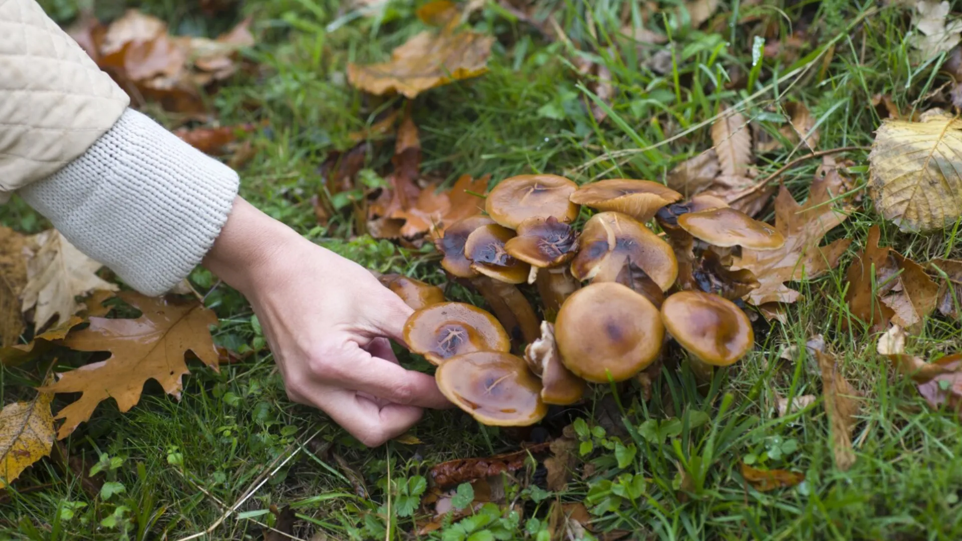 Сколько грибов можно есть без вреда для здоровья — мнение гастроэнтеролога