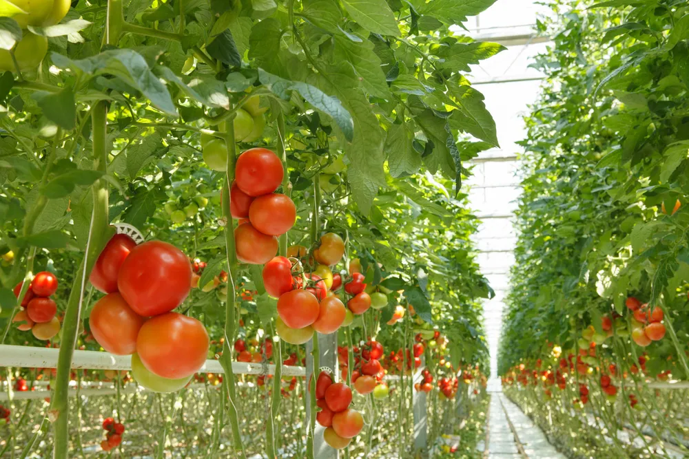 Учёные сравнили космические помидоры с обычными и рассказали, какие вкуснее