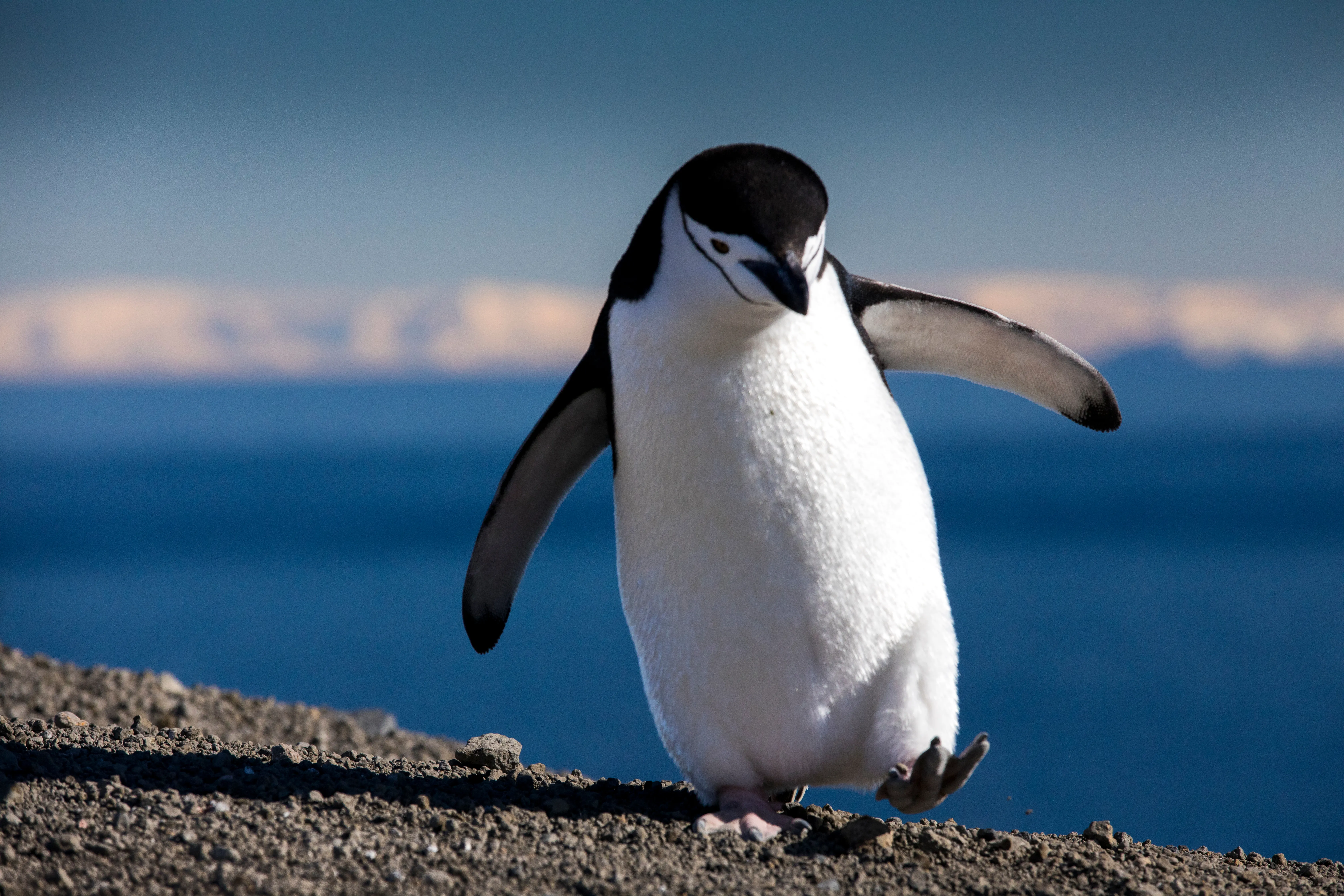Пингвин сбежал из зоопарка в Сочи и теперь безмятежно катается на волнах в Чёрном море