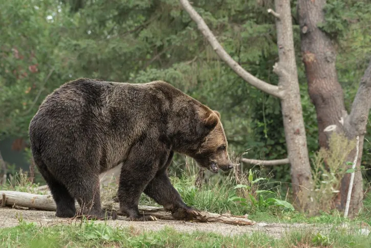 Косолапая дискотека: В США медведица с медвежонком залезли в машину и включили музыку
