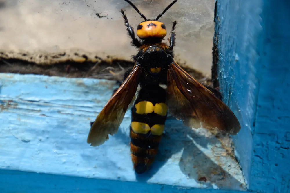 Пауки-осы и сколии-гиганты: Подмосковье захватили насекомые из кошмаров