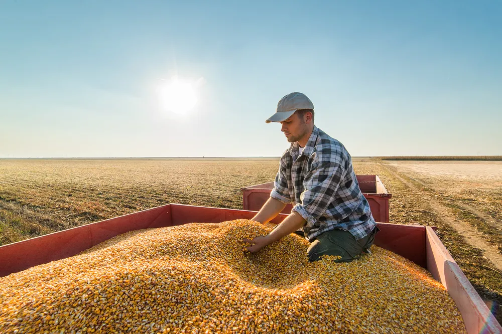 Экспорт украинской пшеницы в июне упал почти вдвое, до минимума за год