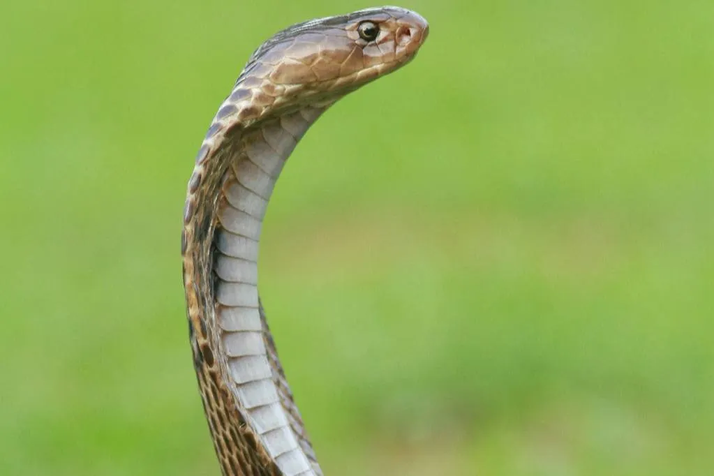 В Индии мужчина смело отомстил укусившей его змее