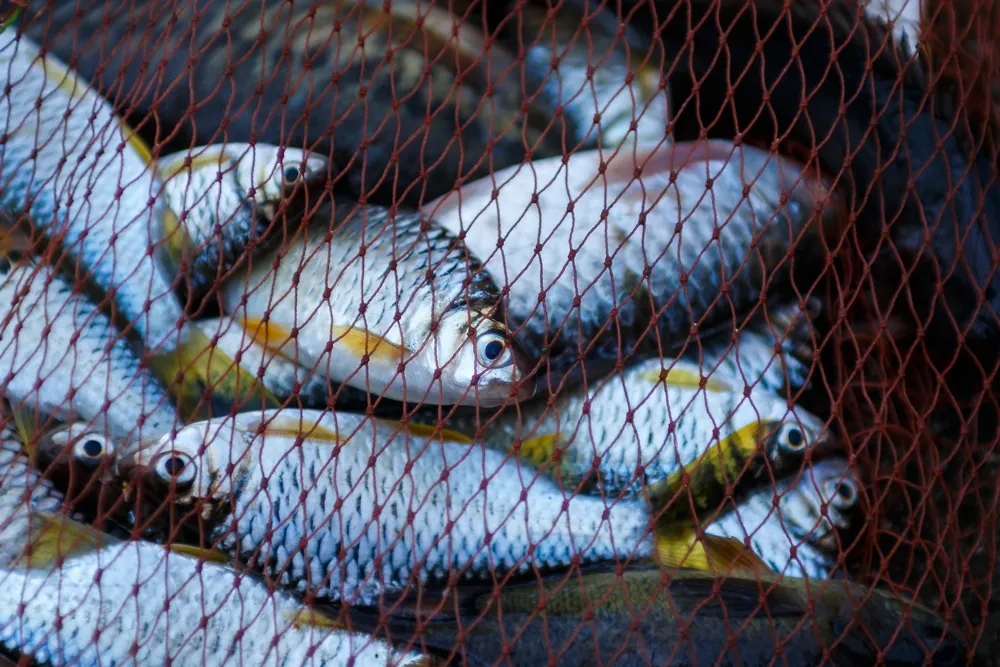 В Евросоюзе обсудят ограничения на импорт рыбы из России