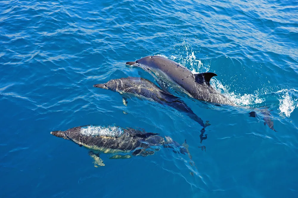 Дельфины восхитили отдыхающих на пляже россиян зрелищным шоу с родами