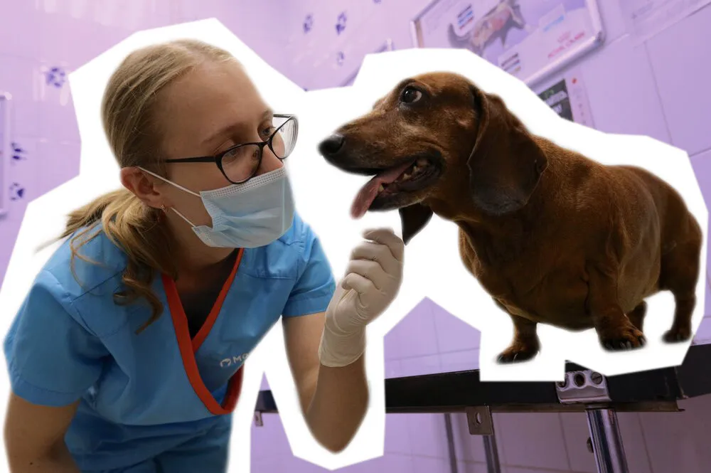 Готовьтесь бегать по ветеринарам: Топ-5 самых нездоровых пород собак