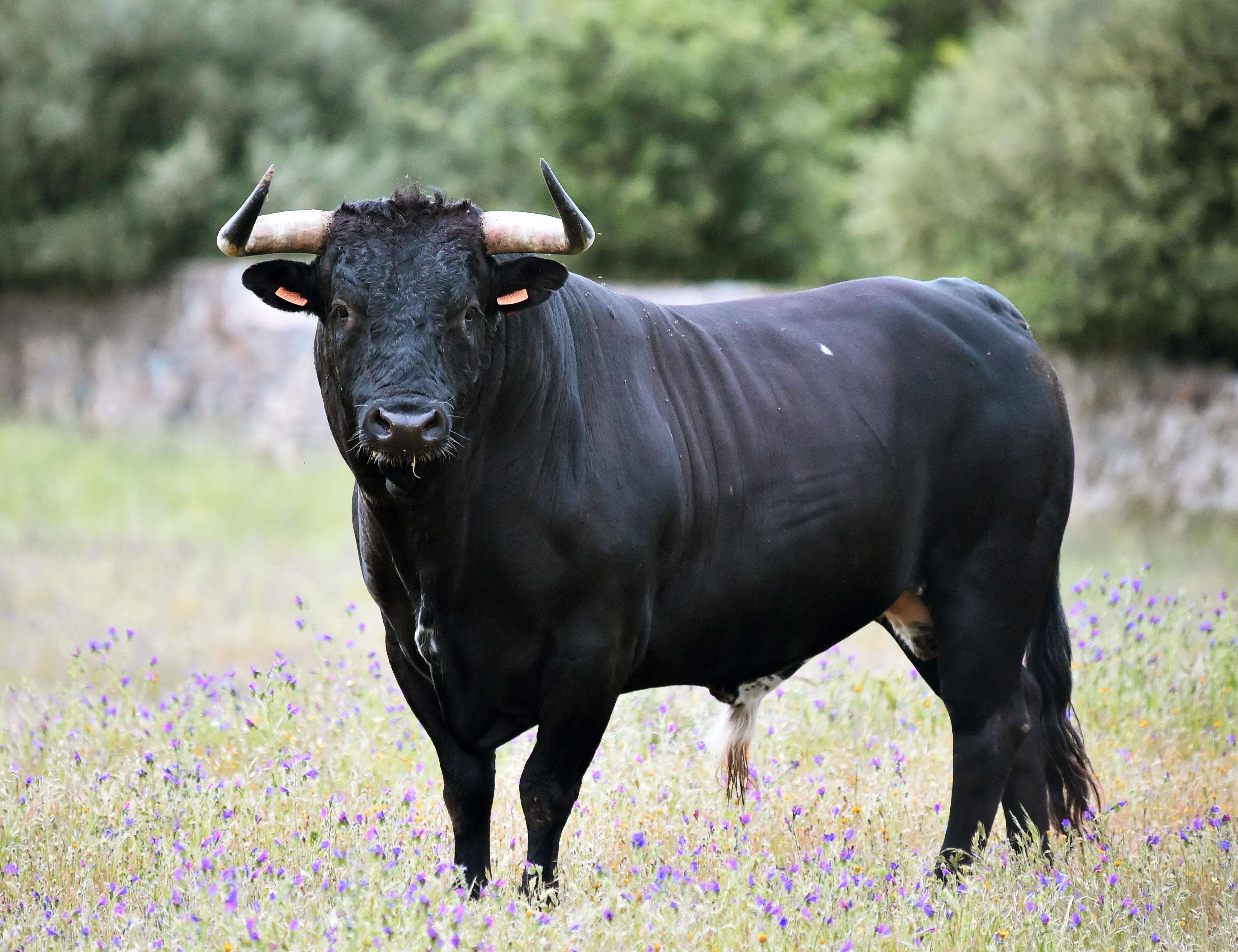 Нижегородские полицейские застрелили рассвирепевшего быка ради спасения пастуха