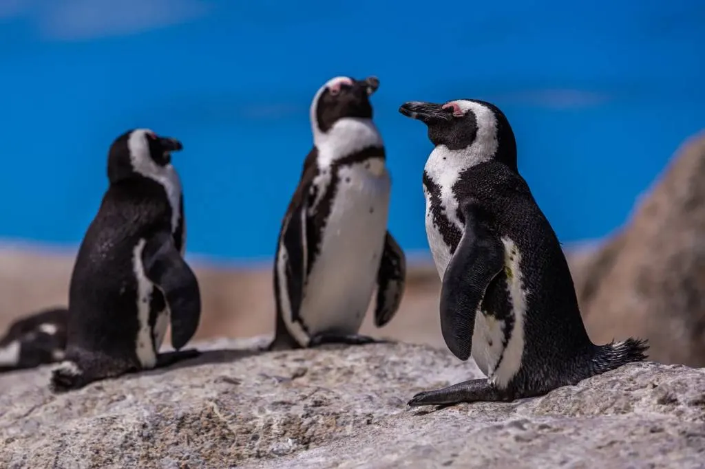 Учёные нашли кости предка пингвинов и сделали удивительное открытие