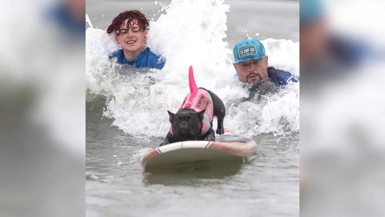 В США прошёл чемпионат мира по сёрфингу среди собак