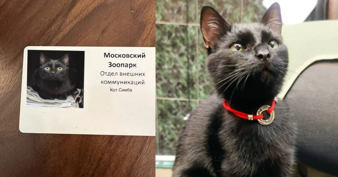 Кот Симба стал пиарщиком Московского зоопарка