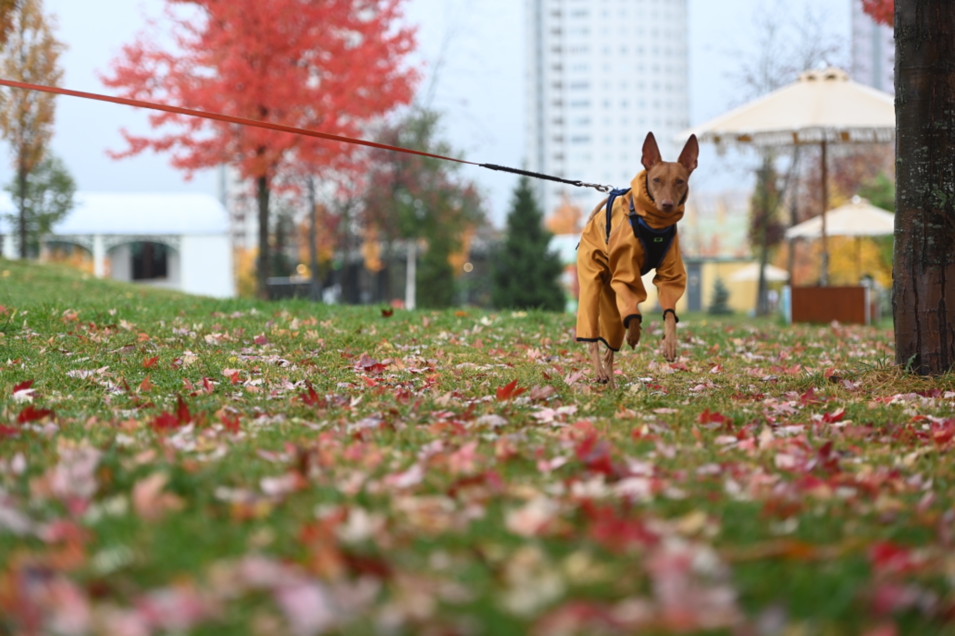 Московский суд разрешил питомцам справлять нужду во дворах