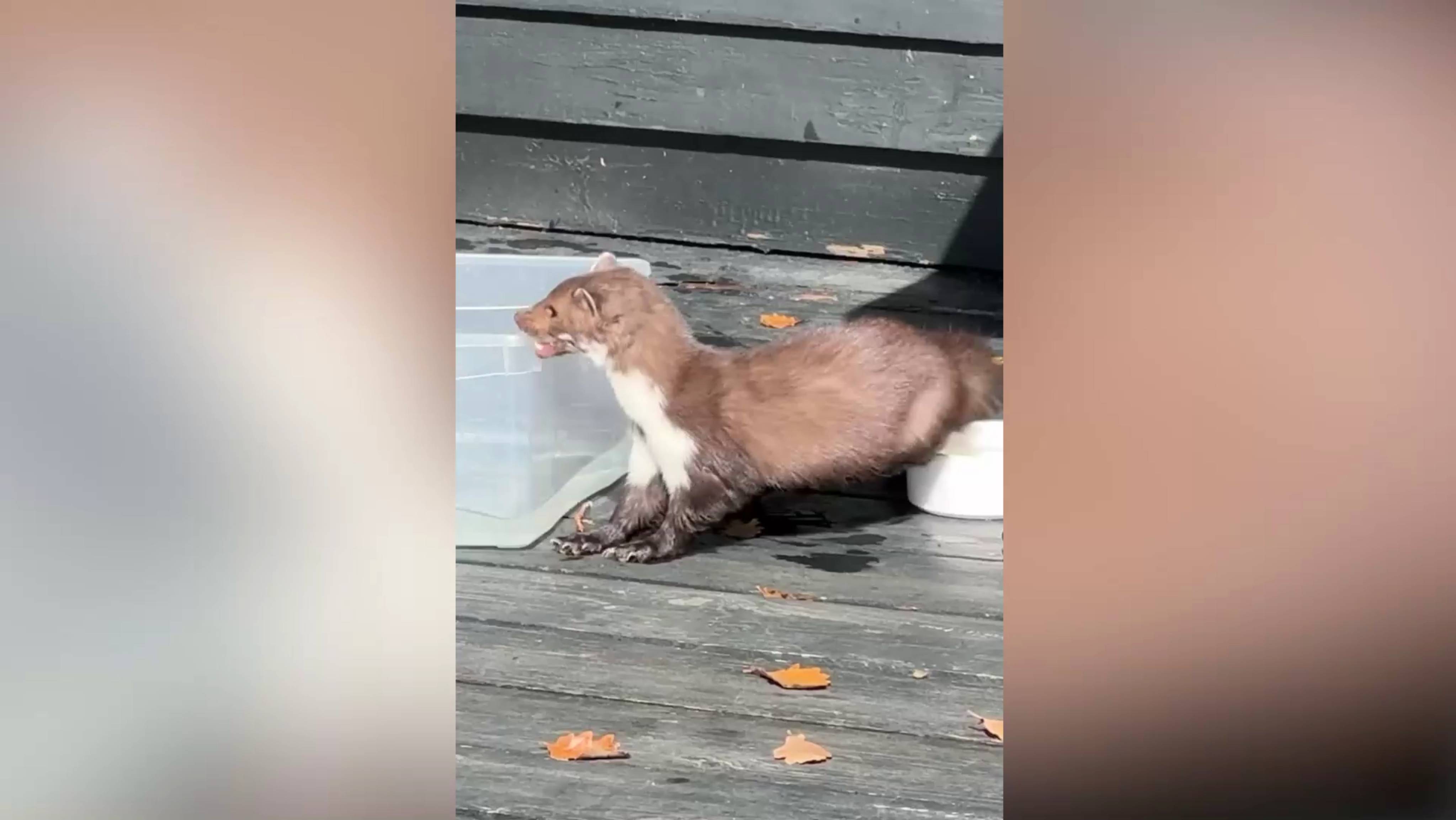 Бешеная куница укусила известного севастопольского винодела Швеца