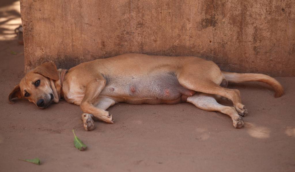 В Тюмени водитель переехал беременную собаку и лишил её пятерых щенков