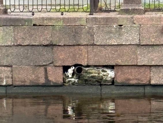 В Петербурге уже неделю пытаются вызволить «застенчивую» кошку из гранитной стены