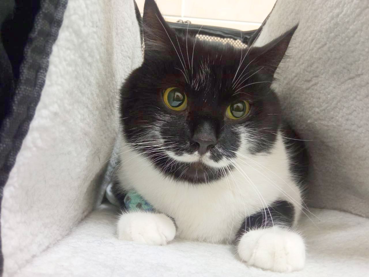 Кота с «гусарскими усами» спасли в зоне СВО и поселили в Москве