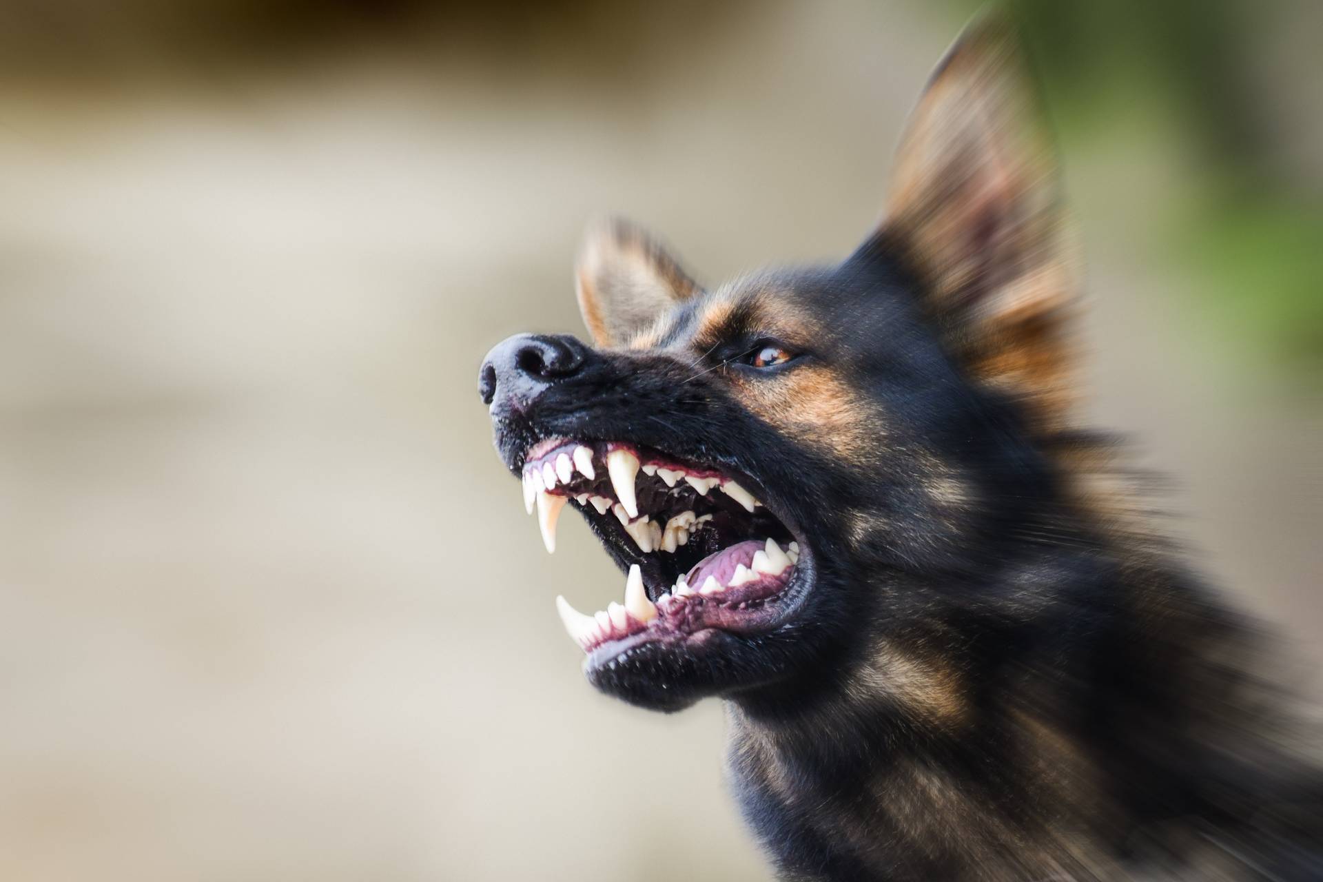 Бездомная собака набросилась на 7-летнюю девочку на детской площадке в Благовещенске