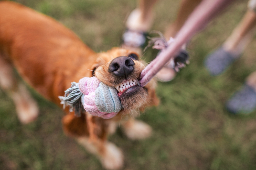 Сущий злодей в кудряшках: Ветеринар назвал самую психически нестабильную породу собак