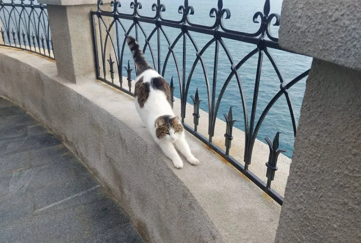 Muci Muci, ki jo je neuravnovešen človek vrgel iz »Lastovičjega gnezda« v morje, si je popolnoma opomogla