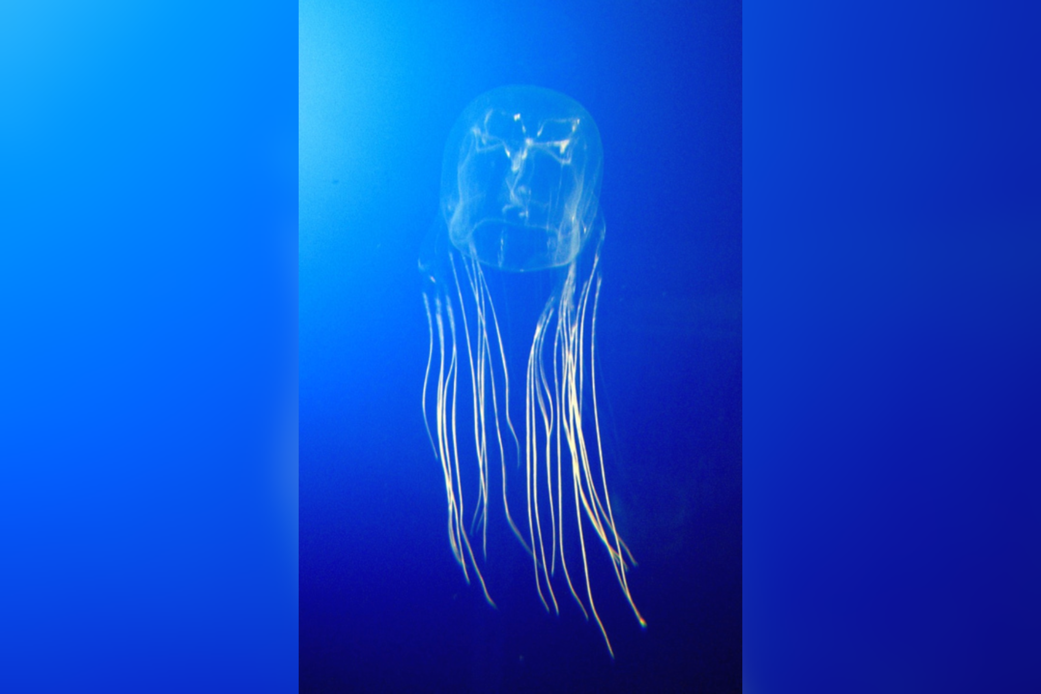 V Maleziji strupena ožigalka ubila dveletnega ruskega dečka