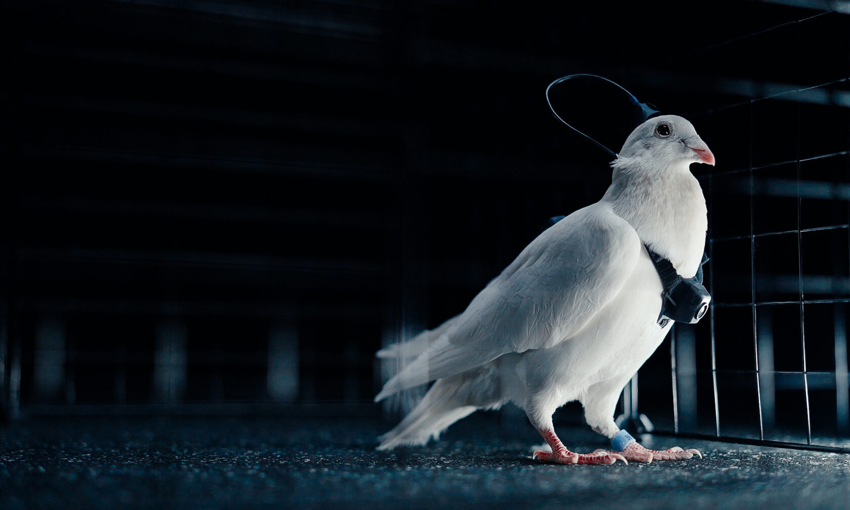 V Rusiji testirali jato golobov-biodronov z nevro-vmesniki